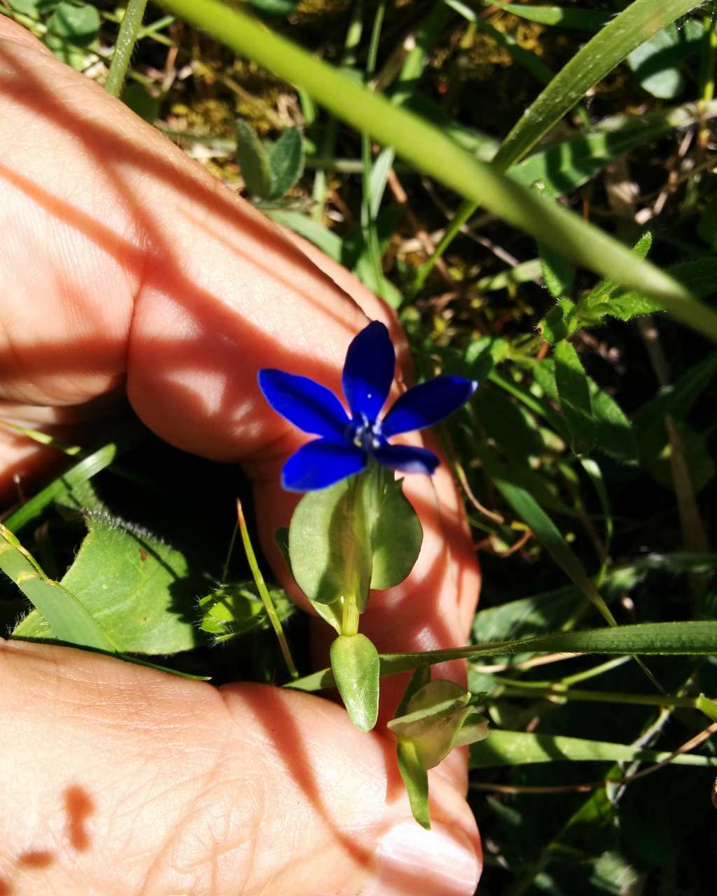 Gentiana utriculosa